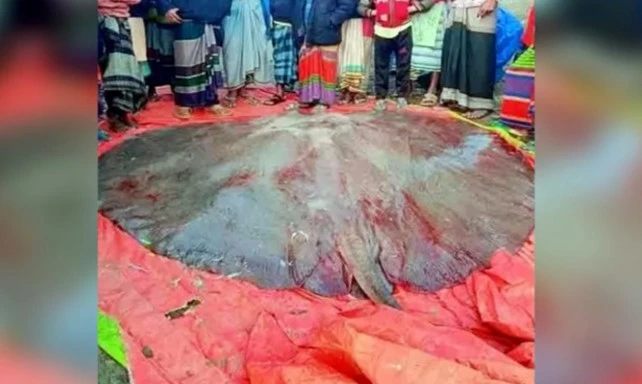 ৫০০ কেজি ওজনের শাপলা পাতা মাছ বিক্রি হলো ১ লাখ ৩১ হাজারে